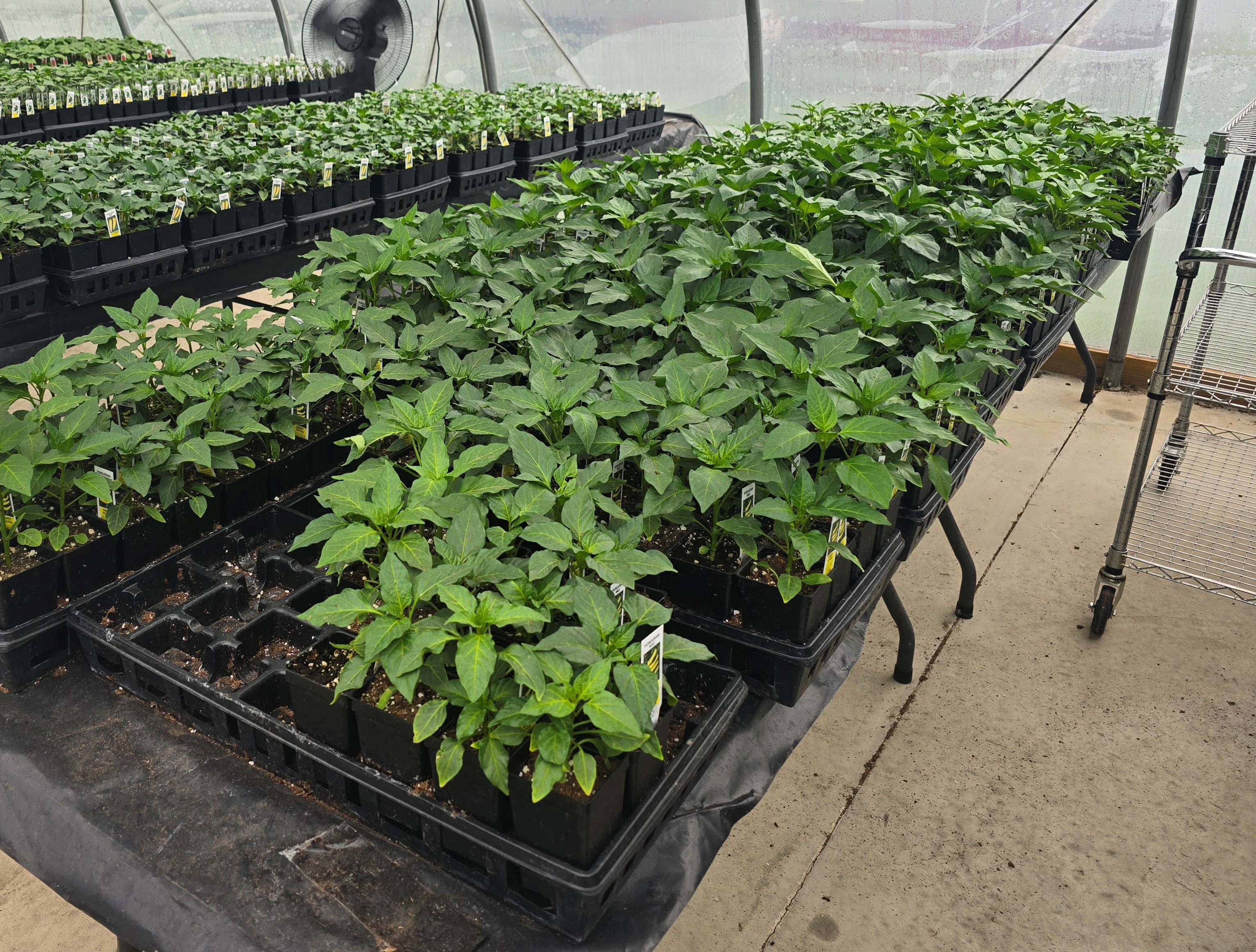 Rows of healthy young pepper plants growing in black pots on benches inside a greenhouse, with fans and equipment visible in the background.